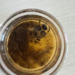Is this r. imitator tadpole/froglet super fat?
