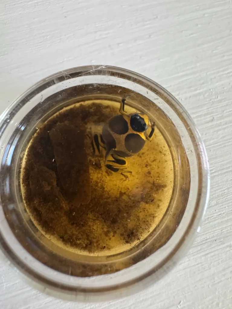 Is this r. imitator tadpole/froglet super fat?