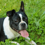 10 Best Supplements for a Senior Boston Terrier