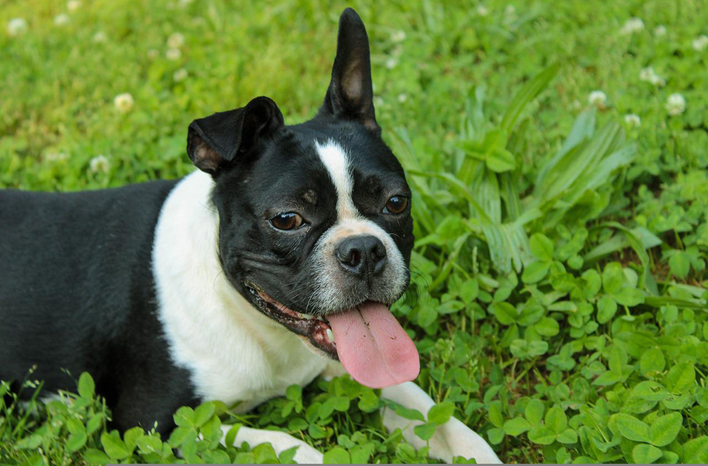 10 Best Supplements for a Senior Boston Terrier