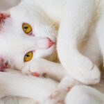 What Makes White Cats Special: Myths, Meaning & Magic