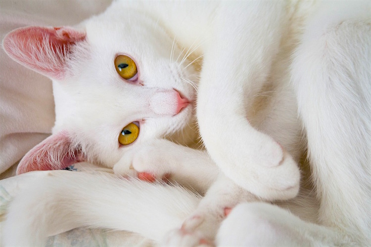 What Makes White Cats Special: Myths, Meaning & Magic