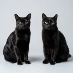 Bombay Cat vs Black Cat: How to Tell Them Apart