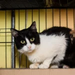 Effects of Gentling on Shelter Cats