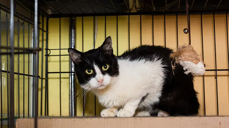 Effects of Gentling on Shelter Cats