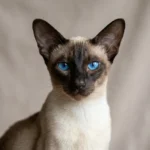 Siamese Cat Breed Guide: Personality, Colors, Price & Care