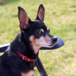 10 Best Supplements for a Senior Miniature Pinscher