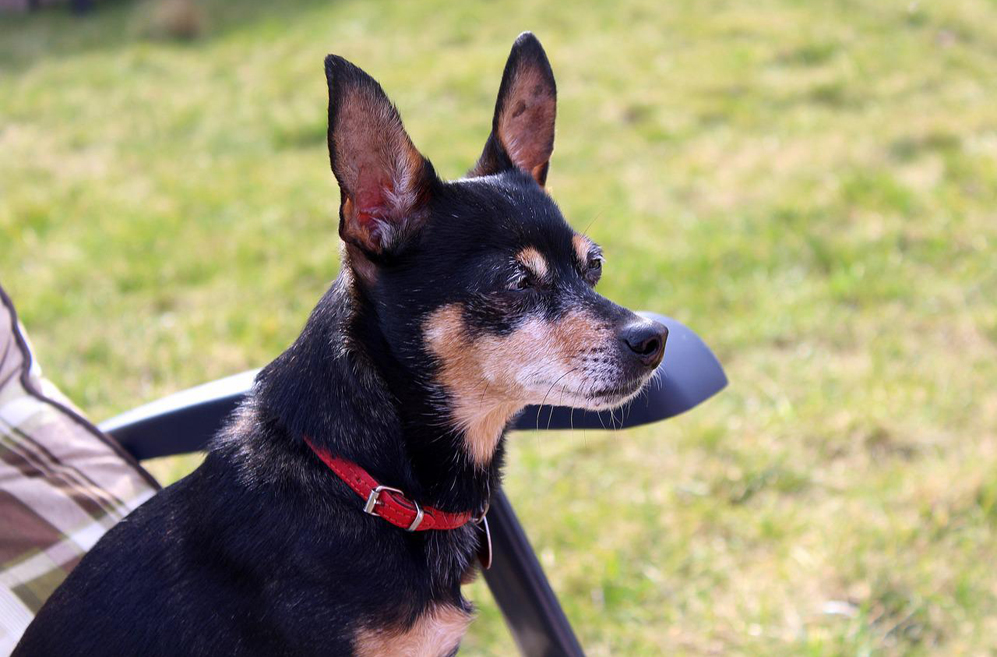 10 Best Supplements for a Senior Miniature Pinscher