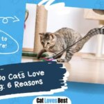 Why Do Cats Love String: 6 Reasons