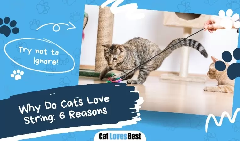 Why Do Cats Love String: 6 Reasons