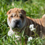10 Best Supplements for a Senior Shar Pei
