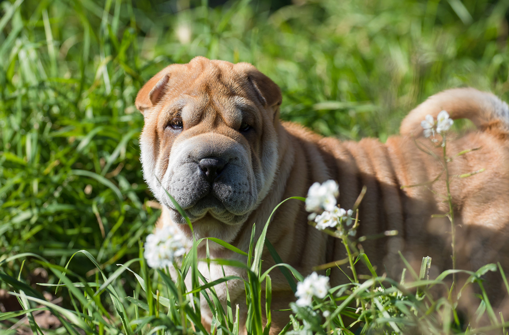 10 Best Supplements for a Senior Shar Pei