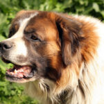 10 Best Supplements for a Senior St. Bernard