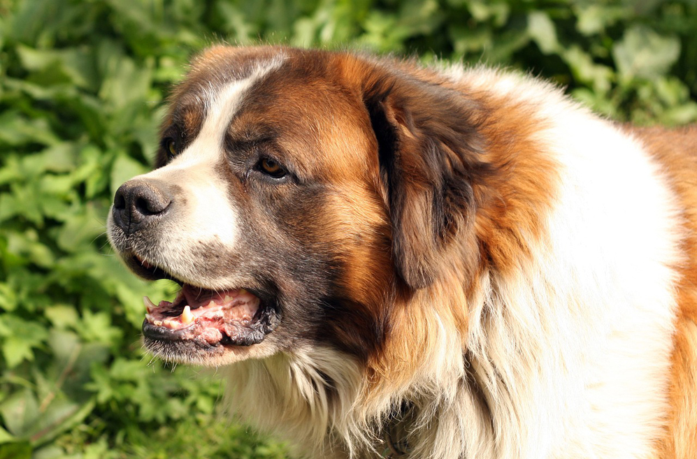 10 Best Supplements for a Senior St. Bernard